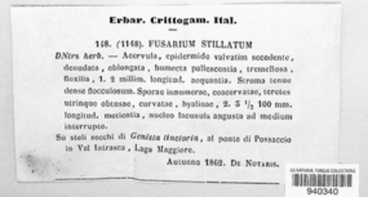 Fusarium stillatum image